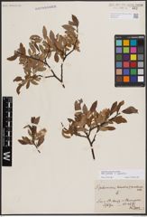 Foto von Salix foetida Schleich. ex DC. x Salix helvetica Vill.